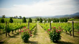 Alquileres vacacionales - Valle de Yarra