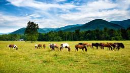 Busca vuelos baratos a Tennesse