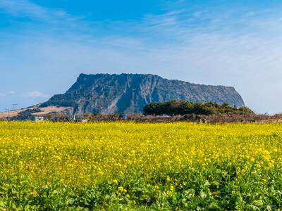 Isla De Jeju Hoteles Compara Hoteles En Isla De Jeju Desde S 16 Noche Con Kayak
