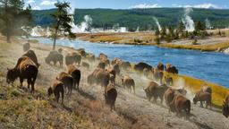 Hoteles en Parque Nacional de Yellowstone